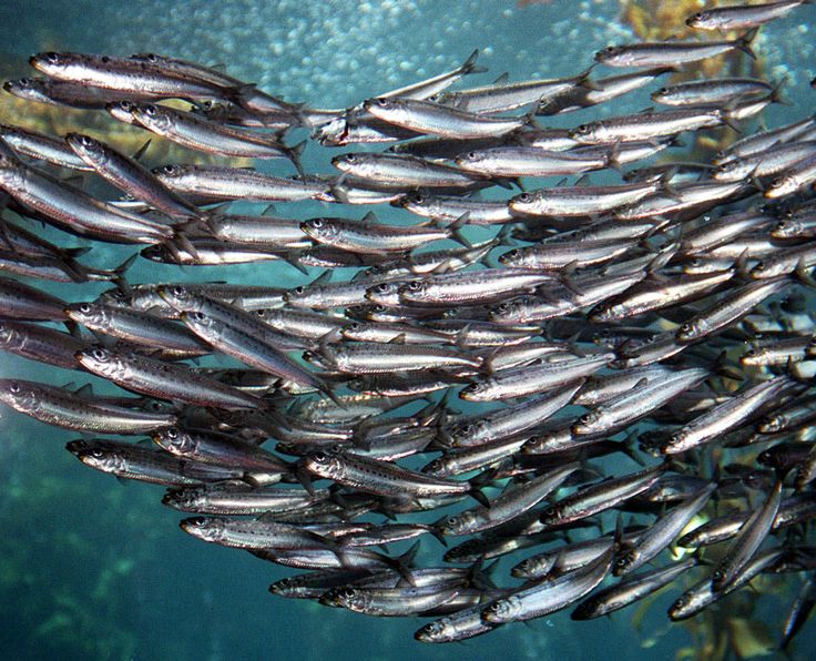 a large group of fish swimming in the ocean