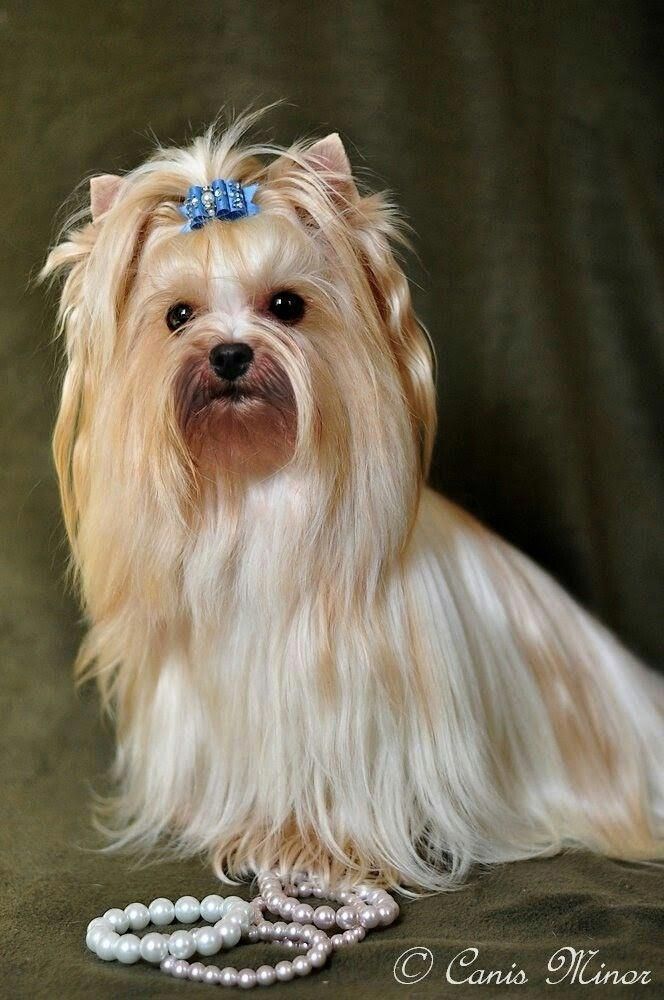 a small dog sitting on top of a couch next to pearls