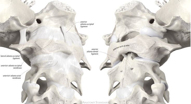 Atlanto Occipital Joint Ligaments