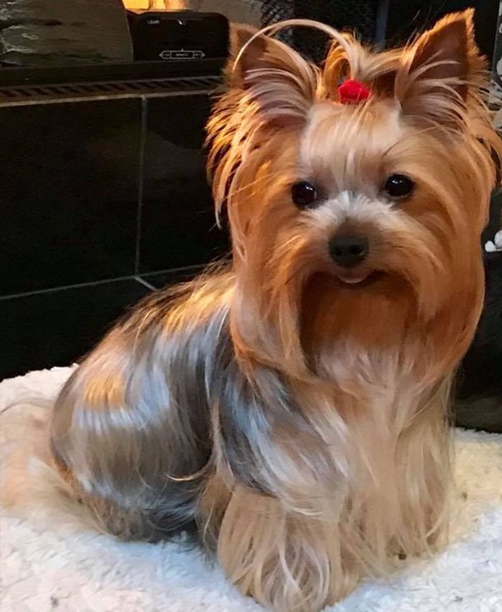 a small brown dog sitting on top of a white rug