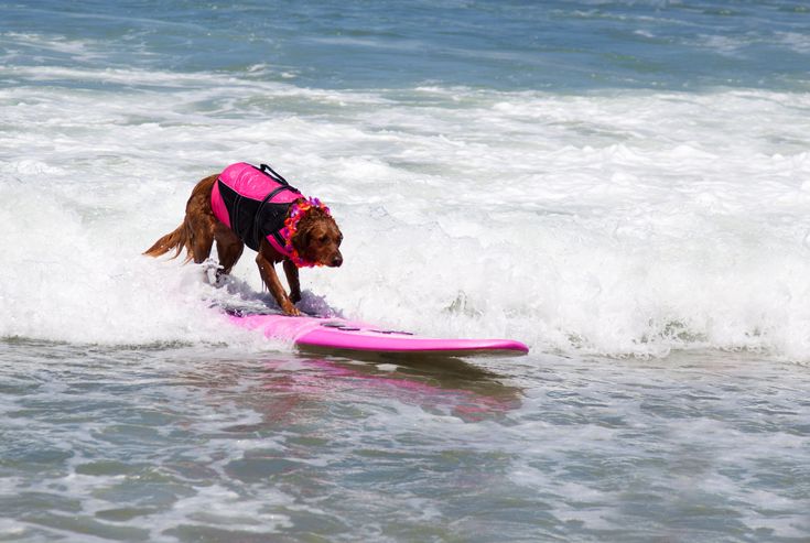 a dog riding a surfboard in the ocean