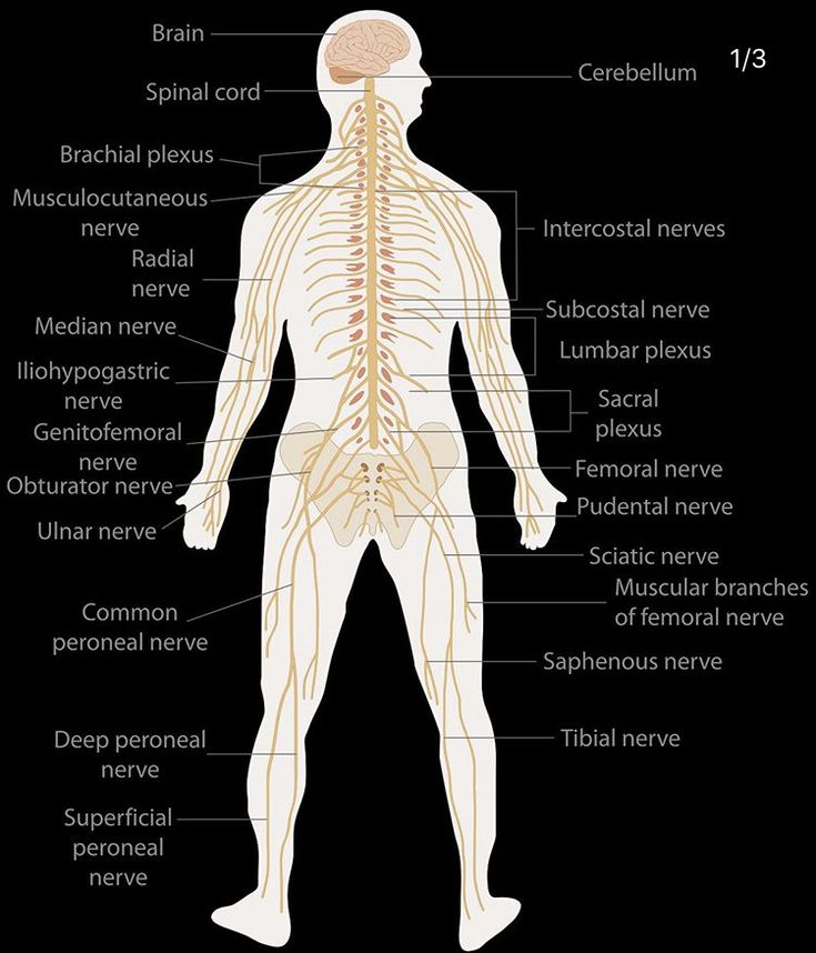 Nervous System. | Nervous system diagram, Nervous system, Human nervous ...