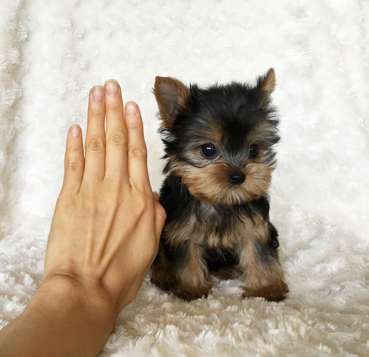 a small dog sitting on top of a white blanket next to a person's hand