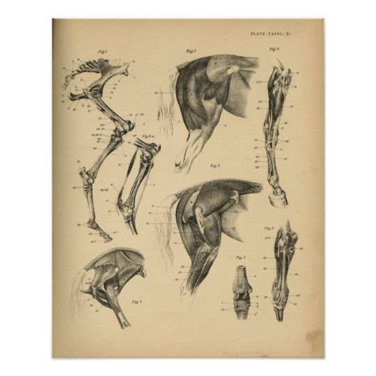 an old book with drawings of human anatomy