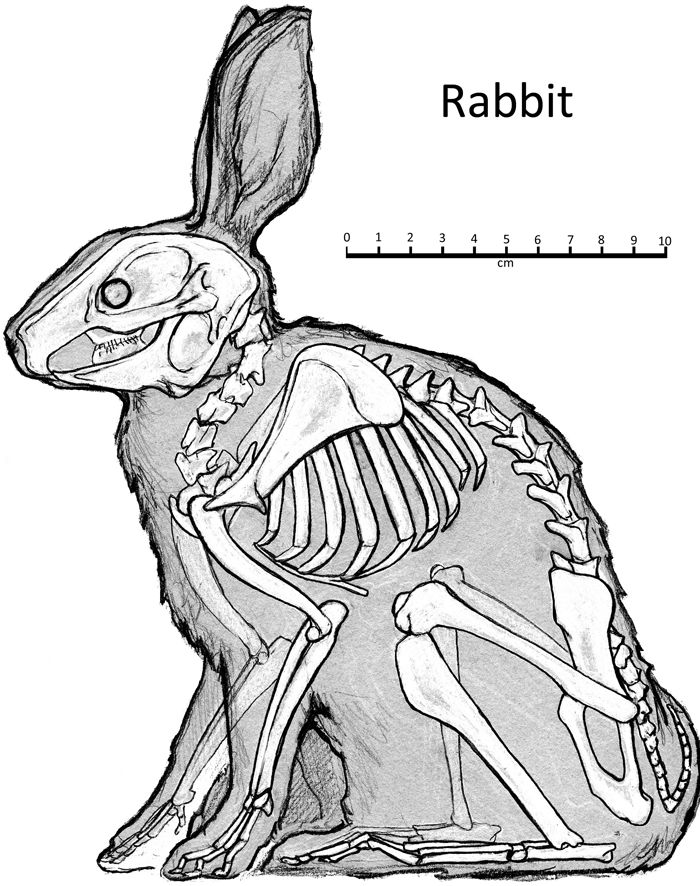 a rabbit skeleton sitting on top of a rock with the word rabbit in front of it