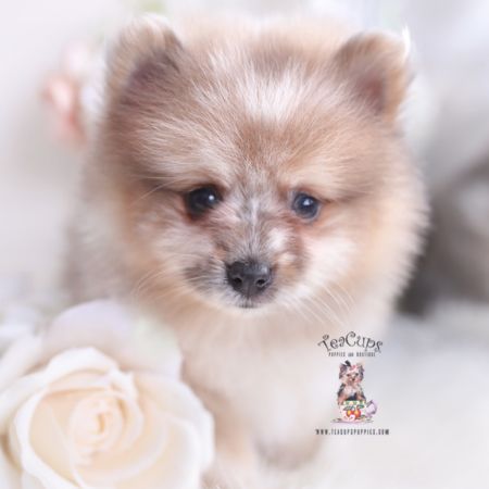 a small dog standing next to a white rose