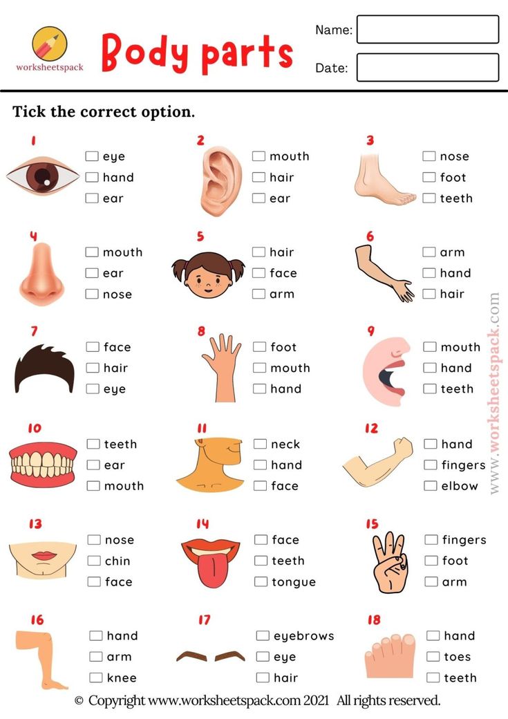 the body parts worksheet