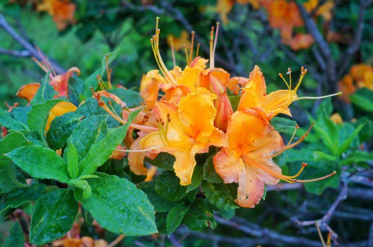 orange and yellow flowers blooming in the forest