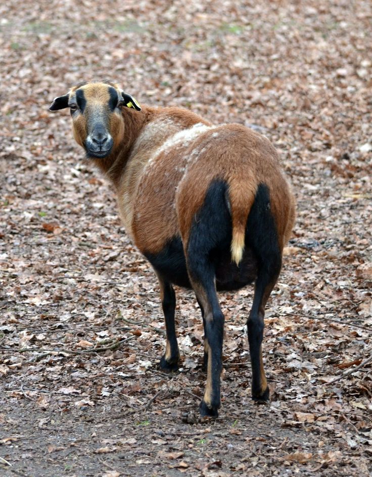 a brown and black goat standing on top of leaf covered ground