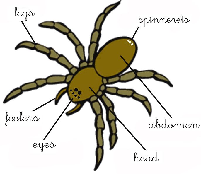 an image of a spider labeled in words