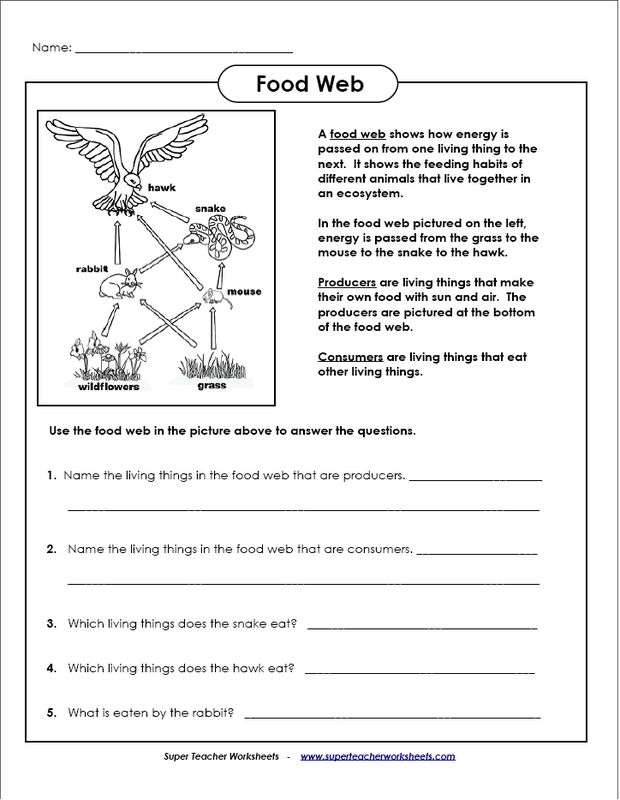 the food web worksheet