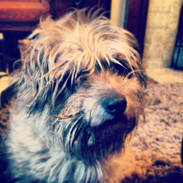 a shaggy dog is sitting on the floor