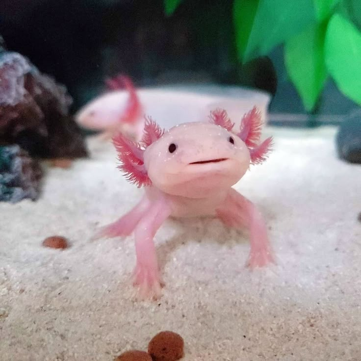 a small pink and white fish with red hair on it's head in an aquarium