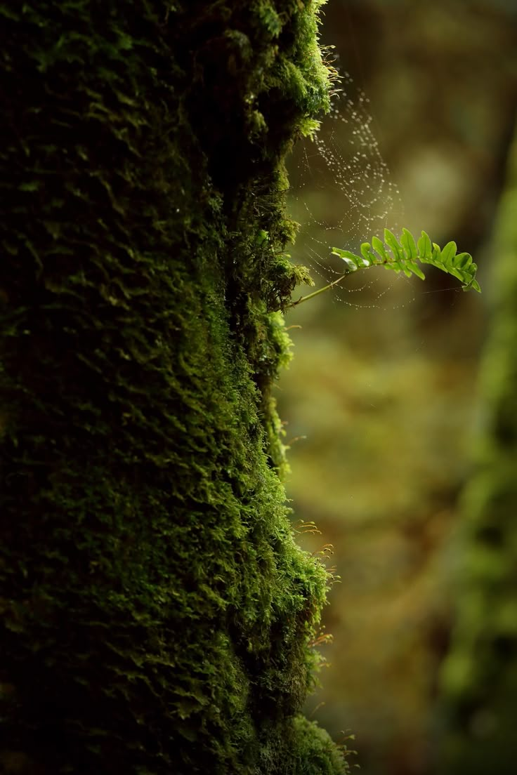 a green plant growing out of the side of a moss covered tree trunk in a forest