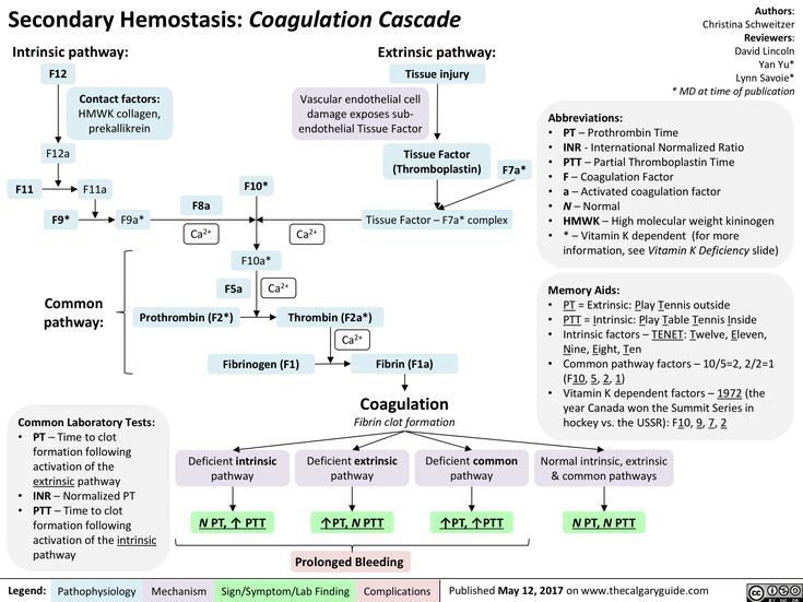 a diagram showing the stages of secondary hemostatic coqplation