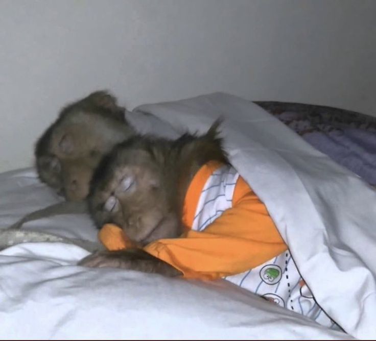 a small dog sleeping on top of a bed covered in white sheets and an orange shirt