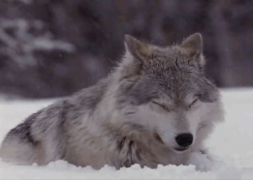 wolveswolves | Wolf pictures, Wolf, Wolf husky