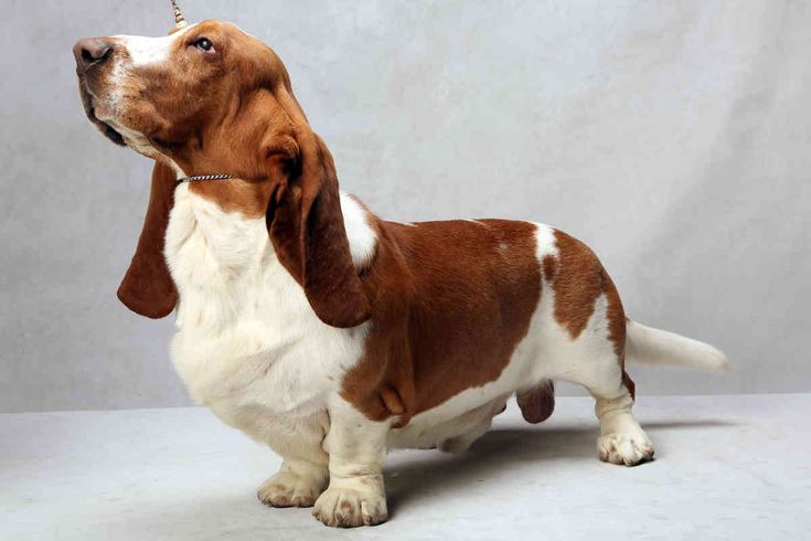 a brown and white dog standing on its hind legs with it's head up