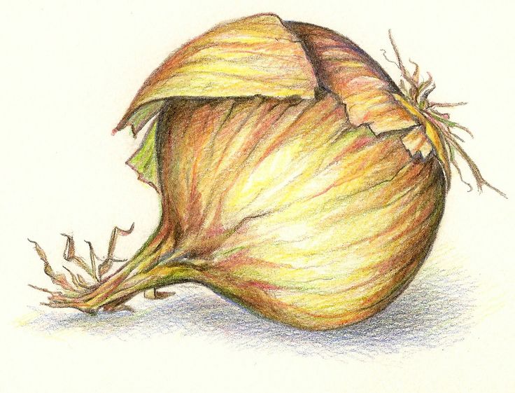 a drawing of an onion on a white paper