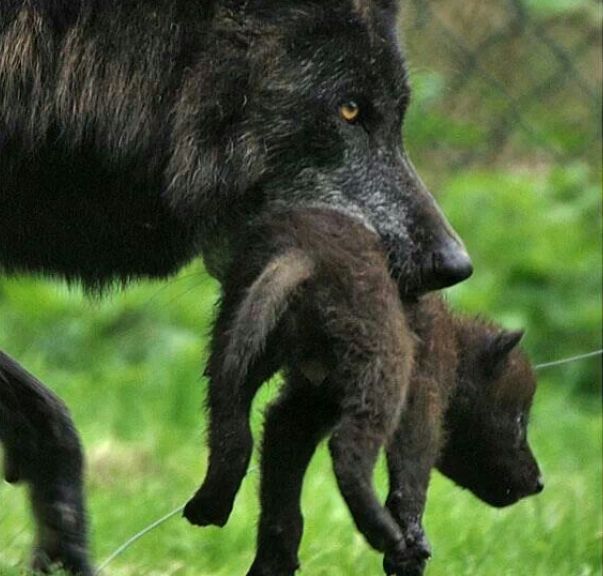 White Wolf : 15 Adorable Photos Of Mother Animals Carrying Their Young ...