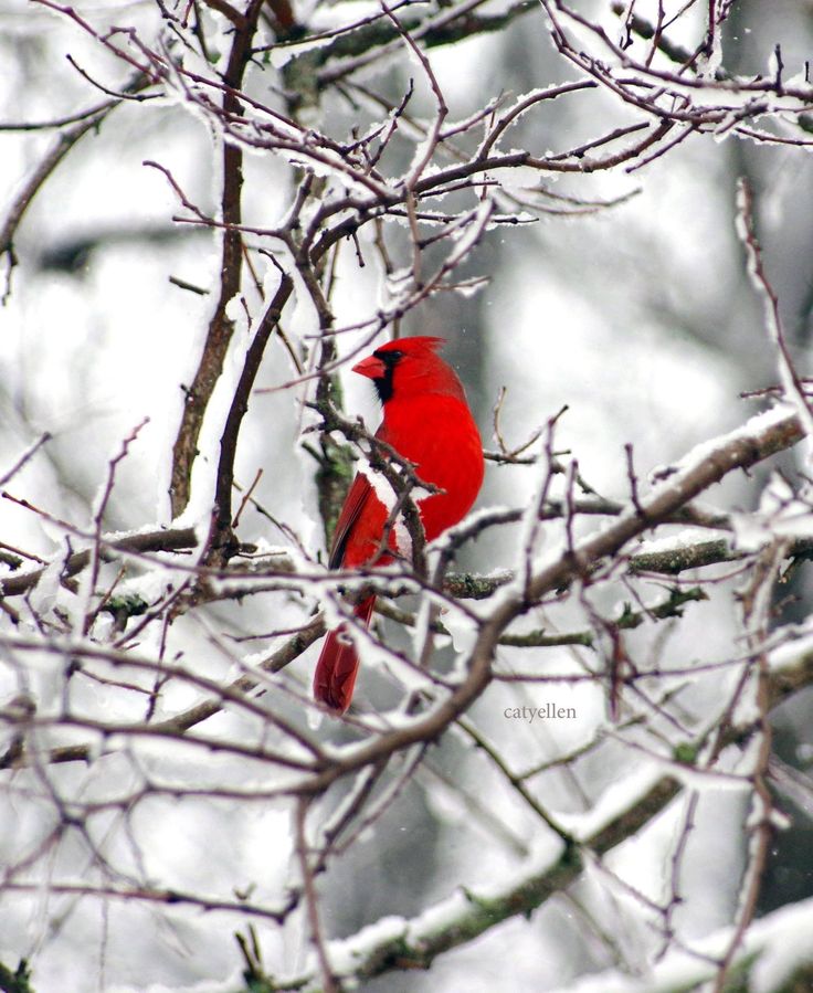 a red bird sitting on top of a tree branch in the snow with no leaves