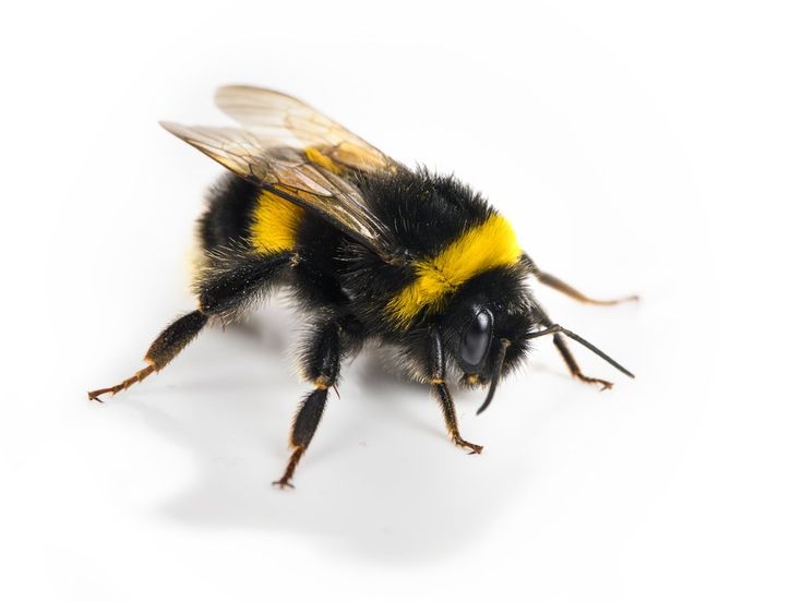 a yellow and black bee on a white background