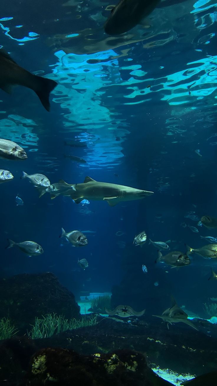 an aquarium filled with lots of different types of fish