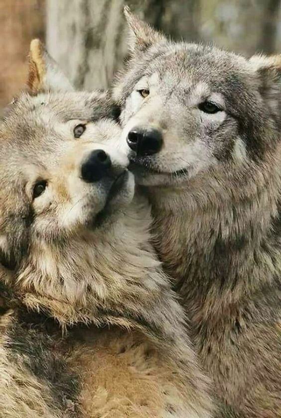 Pin on Wolves | Wolf dog, Animals beautiful, Cute animals