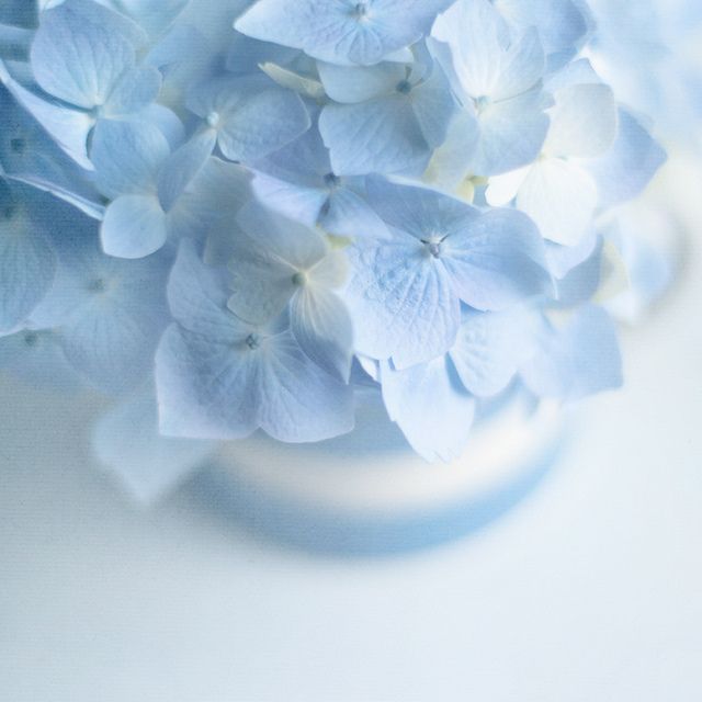 blue hydrangeas in a glass vase on a white table top, close up