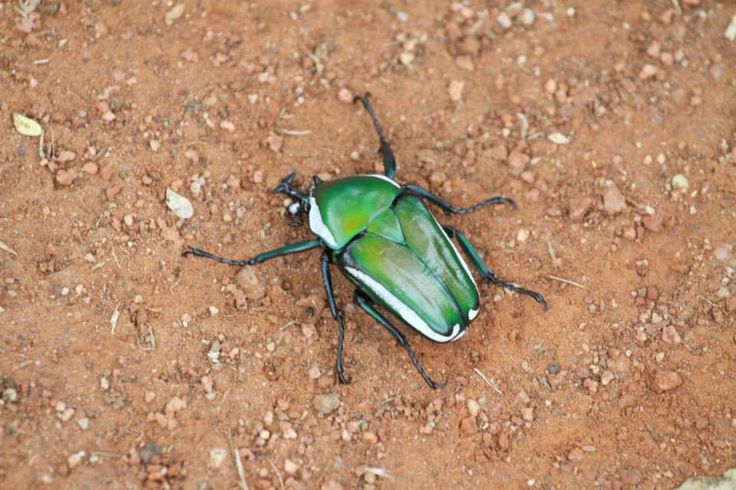 a green and white bug sitting on the ground