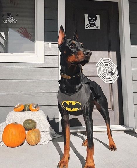 15 Best Doberman Costumes To Celebrate Halloween 2020 | Page 2 of 5 | The  Dogman | Doberman pinscher dog, Doberman, Dog halloween