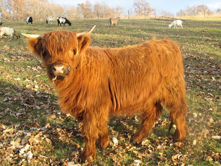 a yak standing in the middle of a field with several other animals behind it