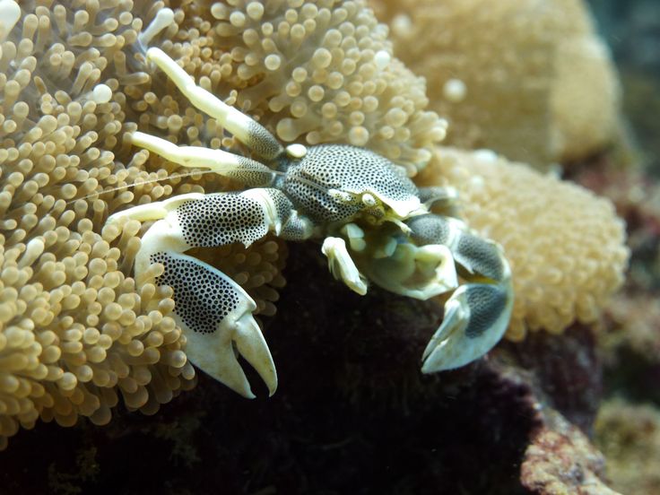 an animal that is on some kind of coral