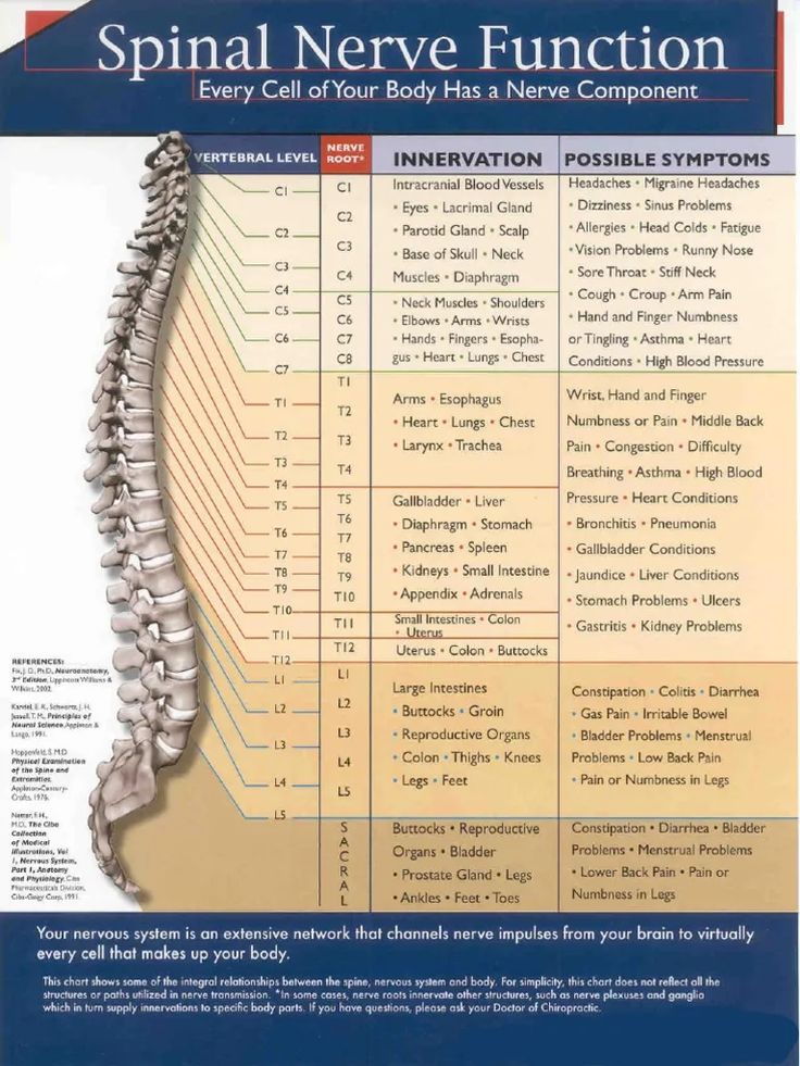 spinal nerve function chart pdf - Google Search | Spinal nerve, Nerve ...