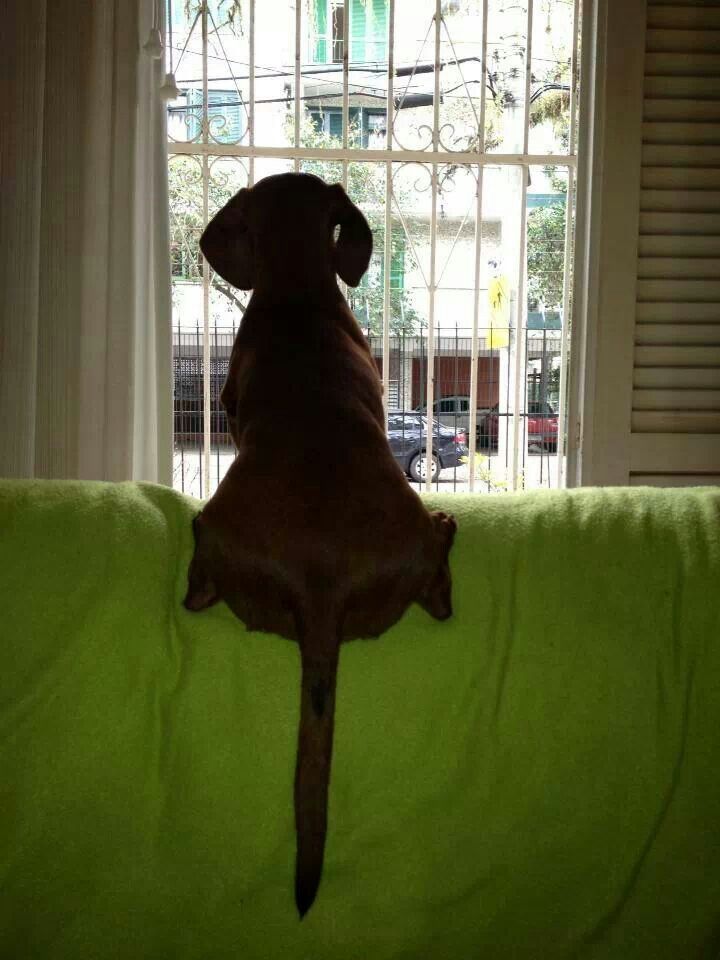 a brown dog sitting on top of a green couch