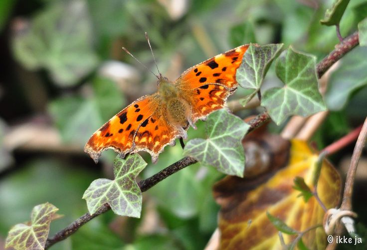 an orange and black butterfly sitting on top of a leaf covered tree branch with green leaves