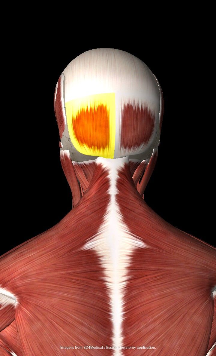 Occipitofrontalis Occipital Belly Raises eyebrows, draws back scalp ...