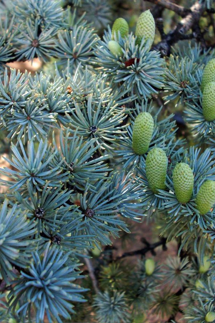 some green cones are growing on the branches of a tree