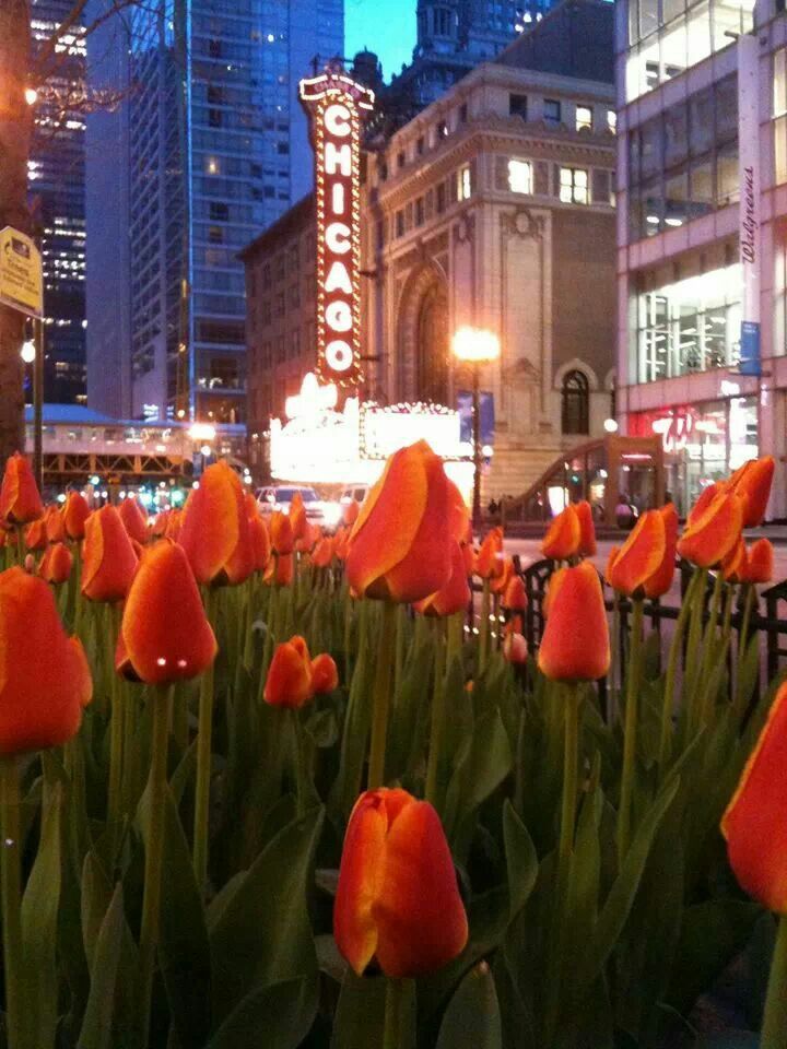 many orange tulips are growing in the middle of a city street at night