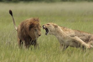 Lioness Angry Lioness, Lion Africa, Okavango Delta, Lions And Tigers, So Done, Nature Tour, Male Lion, Hear Me Roar, Here Kitty Kitty