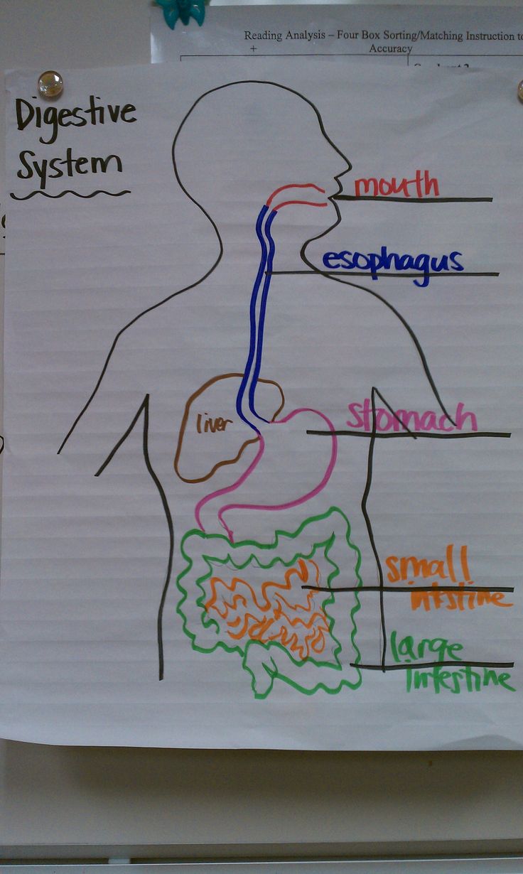 a diagram of the digest and circulator system on a white paper with colored writing