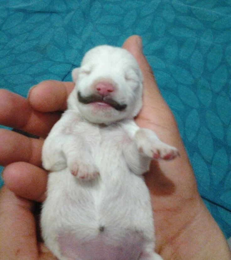 a small white puppy is being held in someone's hand with it's mouth open