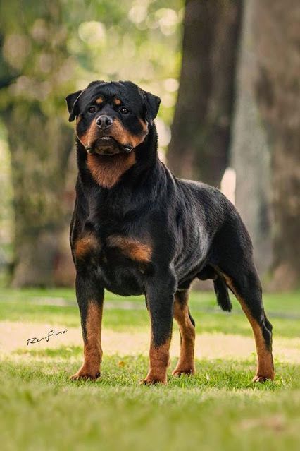 a large black and brown dog standing in the grass