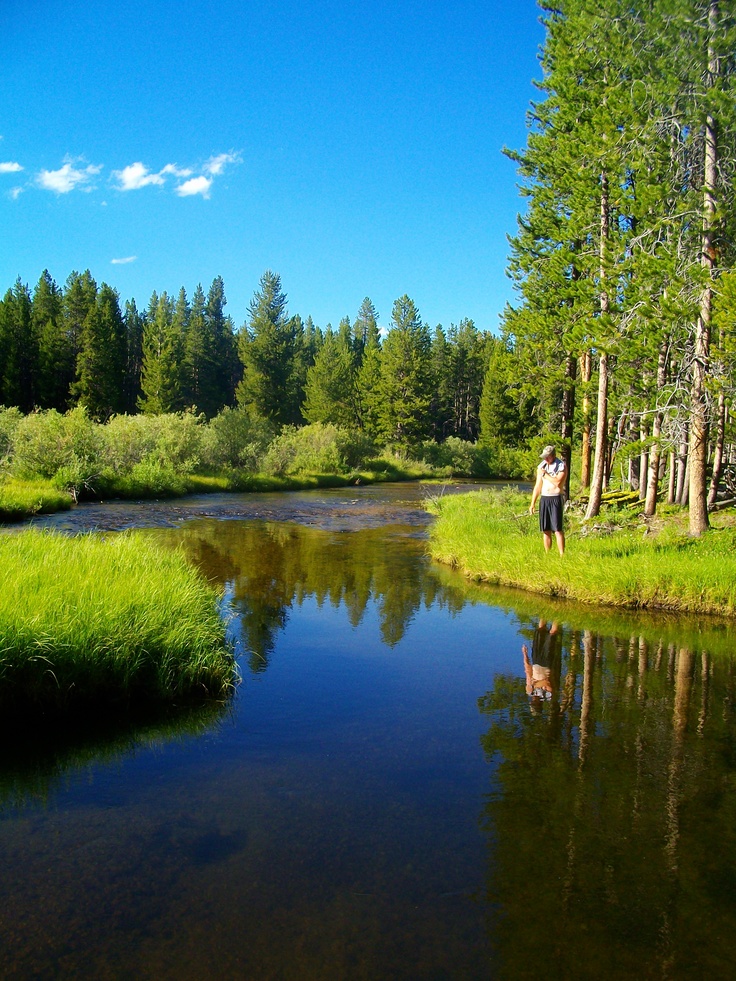 a man standing on the edge of a river next to a forest filled with trees