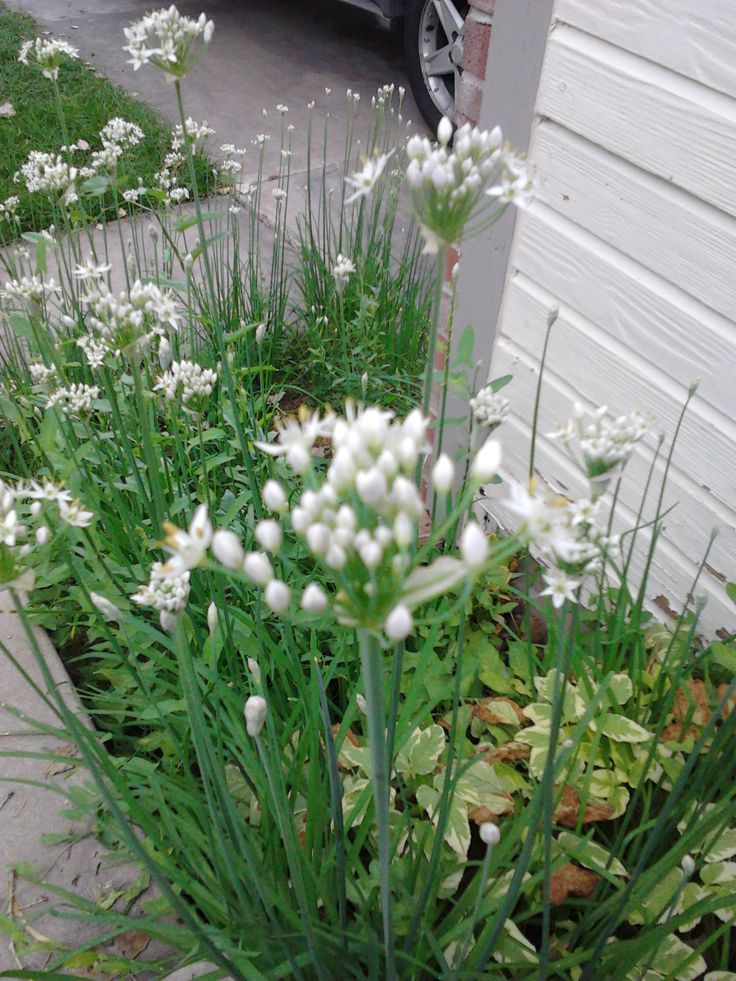 some white flowers and green grass near a house with a car parked in the background