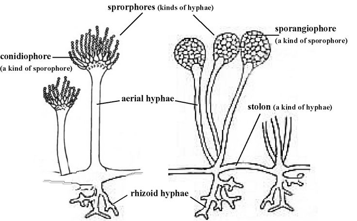 an image of plants and their parts labeled in black and white, with text below