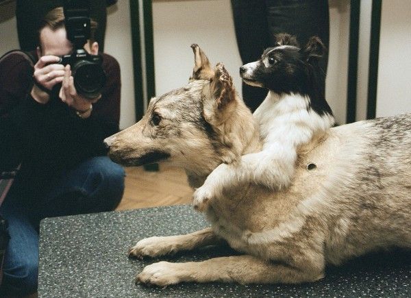 two dogs are playing with each other in front of a camera man and another dog