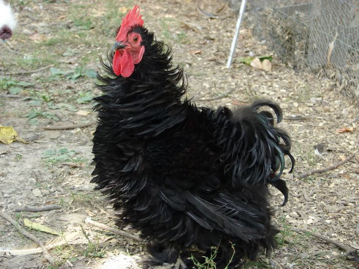 a black chicken standing on top of a grass covered field next to a white dog