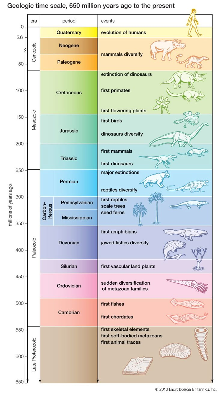 a diagram showing the evolution of dinosaurs and other animals in different stages of their life cycle