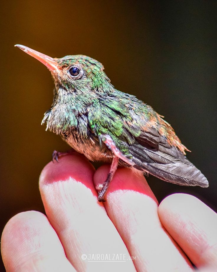 a small bird sitting on top of a persons hand